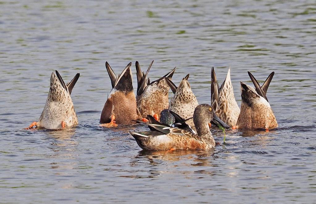 Northern Shoveler - Spatula clypeata, Merritt Island National Wildlife Refuge, Titusville, Florida, December 11, 2021 by Judy Gallagher is licensed under CC BY 2.0.
